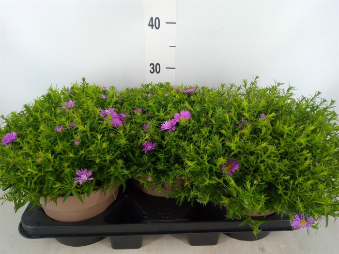 <h4>Aster dum. 'Alpha Light Pink'</h4>