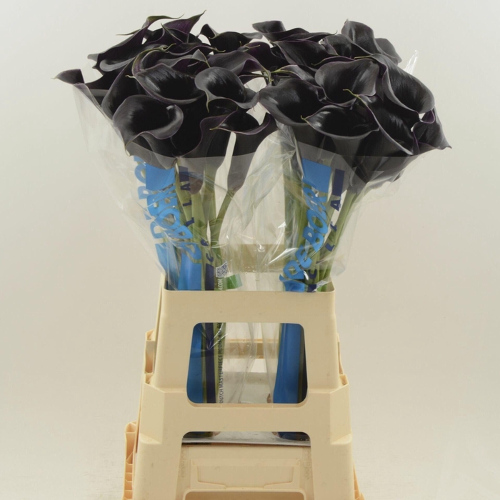 <h4>Calla Beretta</h4>