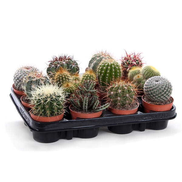 <h4>Cactus canarias 8,5 cm</h4>