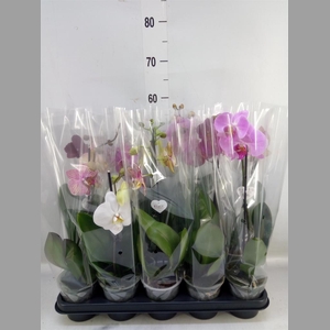 Phalaenopsis   ...mix