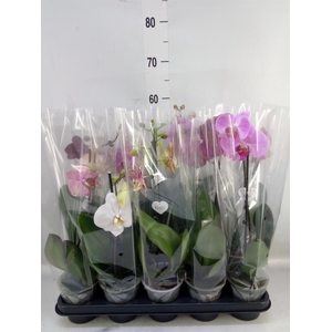 Phalaenopsis   ...mix