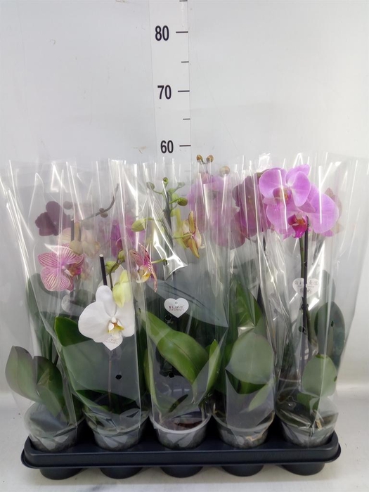 <h4>Phalaenopsis   ...mix</h4>
