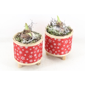 arr4 Amaryllis PL - Pot pootjes red snowflake