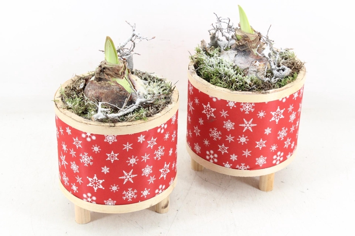 <h4>arr4 Amaryllis PL - Pot pootjes red snowflake</h4>