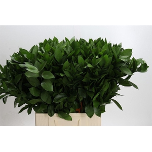 Ruscus hypophyllum (groot blad)