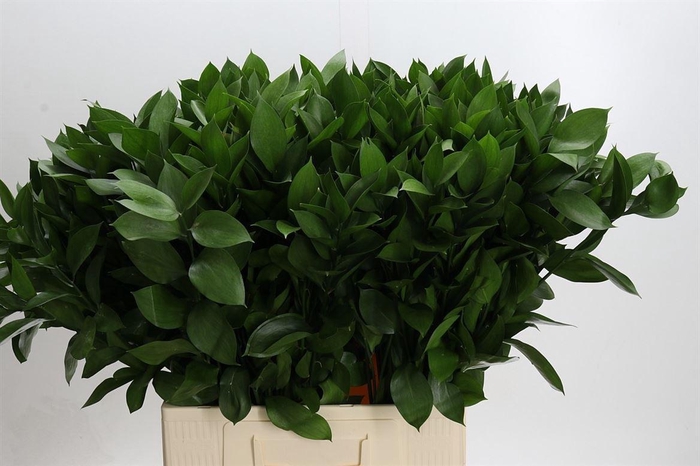 <h4>Ruscus hypophyllum (groot blad)</h4>