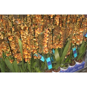 ORQUIDEA HAWAIIAN CATATANTE SUN SPOTS P12 MIN 2 HT