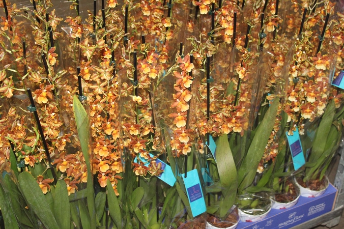 <h4>ORQUIDEA HAWAIIAN CATATANTE SUN SPOTS P12 MIN 2 HT</h4>