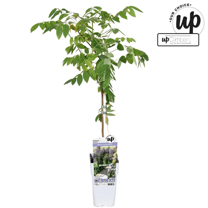 <h4>Wisteria sinensis Caroline P15</h4>