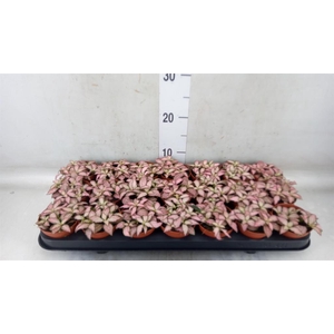 Fittonia  'Mosaic Zalm Forest Flam'