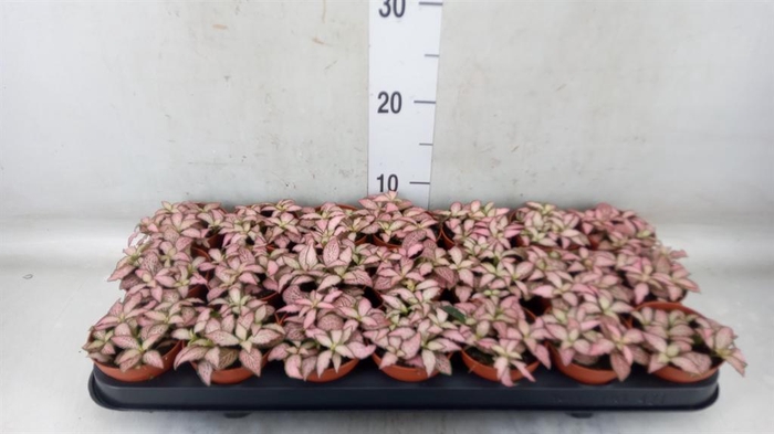 <h4>Fittonia  'Mosaic Zalm Forest Flam'</h4>