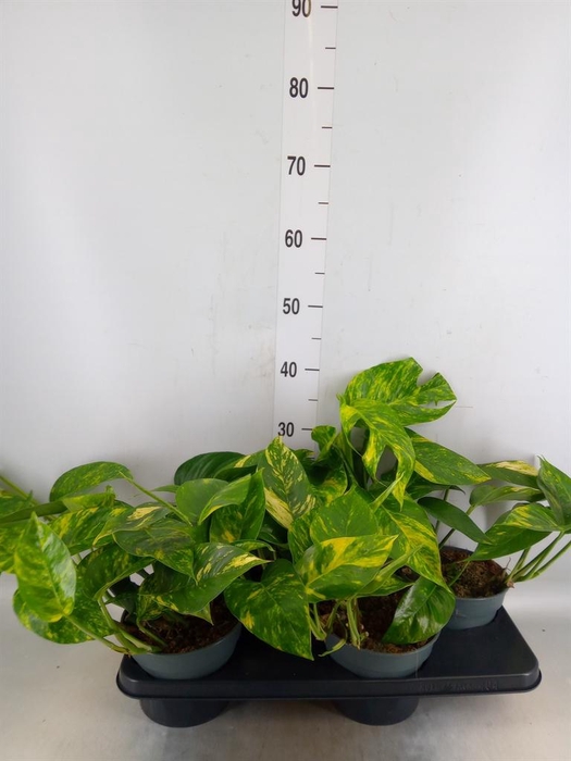 <h4>Epipremnum   ...</h4>