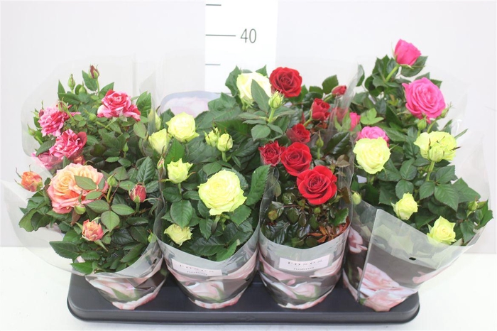 <h4>Rosa Patio Gemengd</h4>