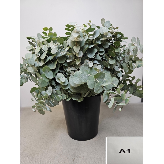 <h4>EUC CINEREA PER STEEL -SP-</h4>