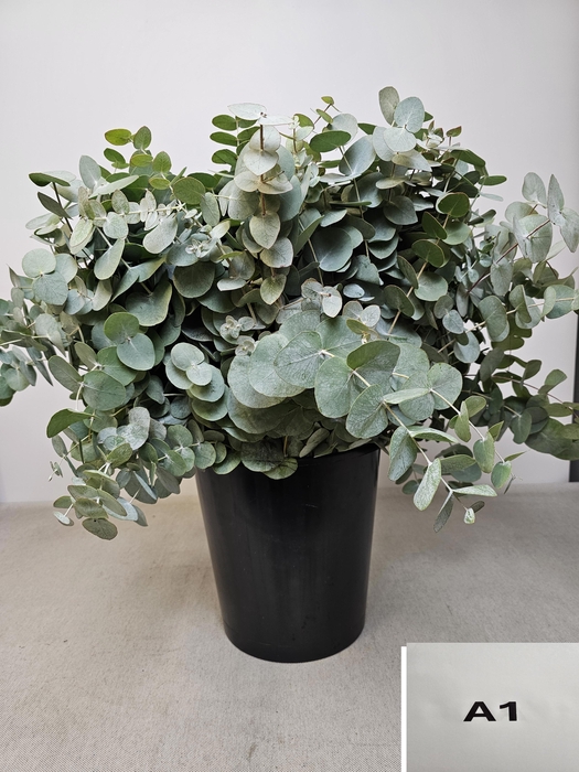 EUC CINEREA PER STEEL -SP-
