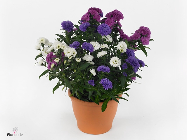 ASTER M LADY GEM POT