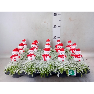 Soleirolia soleirolii 'Aurea'