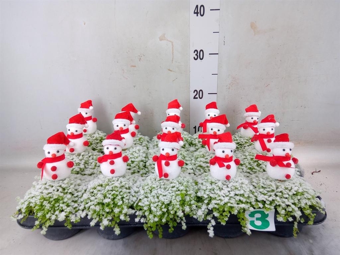 <h4>Soleirolia soleirolii 'Aurea'</h4>