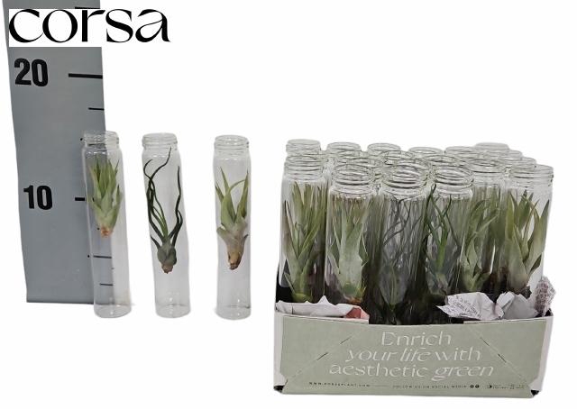 <h4>ARR TILLANDSIA</h4>