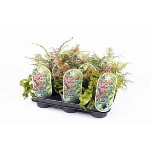 PHYLLITIS SCOLOPENDRIUM p11 mix