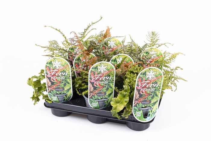 <h4>PHYLLITIS SCOLOPENDRIUM</h4>