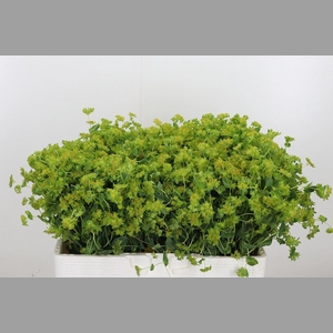 Bupleurum Griffithii