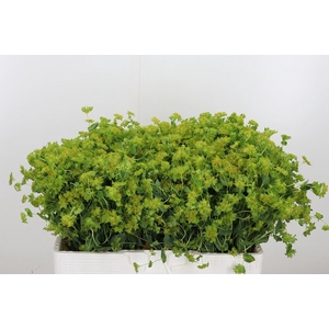 Bupleurum Griffithii