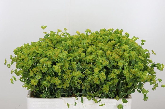 <h4>Bupleurum Griffithii</h4>