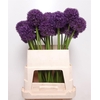 Allium Grootbloemig