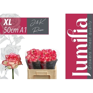Rosa large jumilia