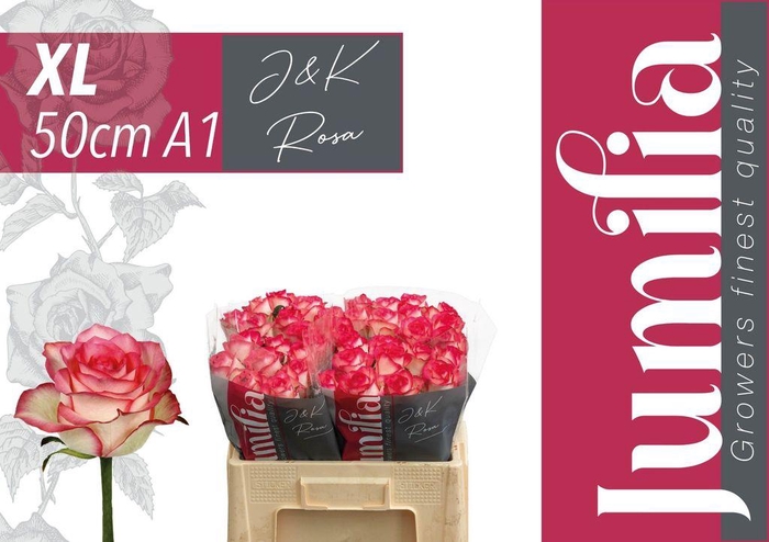 <h4>Rosa large jumilia</h4>