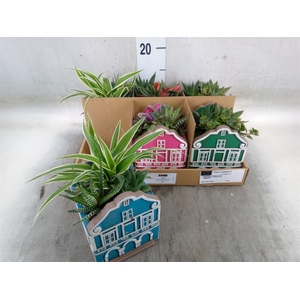 Arr.   Kamerplant Groen L%