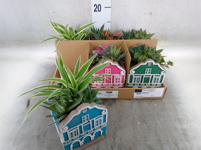 <h4>Arr.   Kamerplant Groen L%</h4>