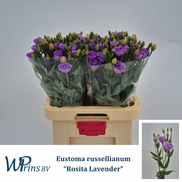 <h4>EUS G ROSI LAVENDER</h4>