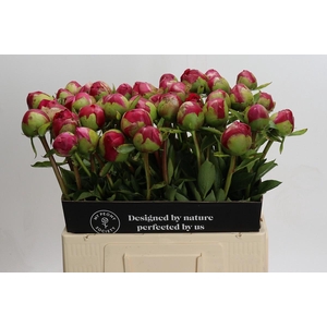 Paeonia Command Performance