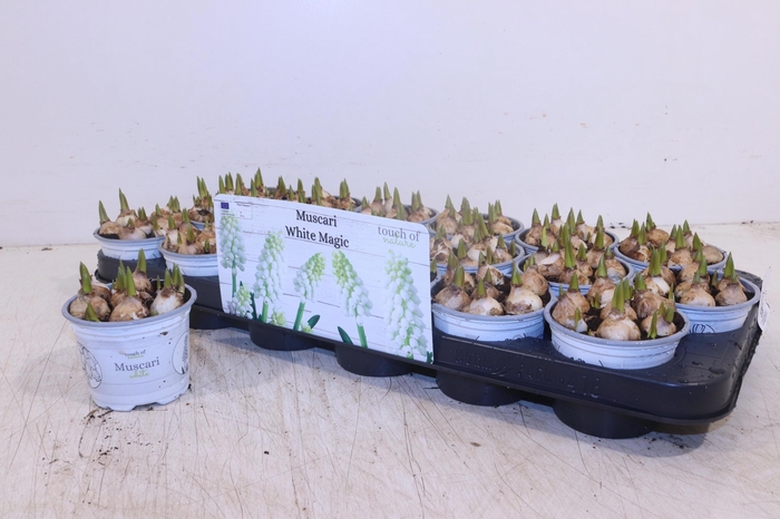 <h4>Muscar White Magic</h4>