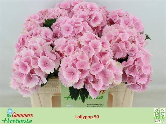 <h4>Hydr M Ch Lollypp Rz</h4>