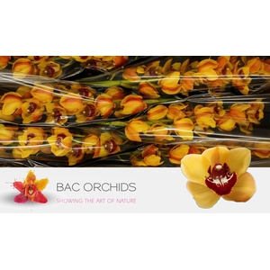 CYMB T ORANGE FAVORI