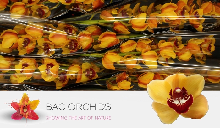 <h4>CYMB T ORANGE FAVORI</h4>