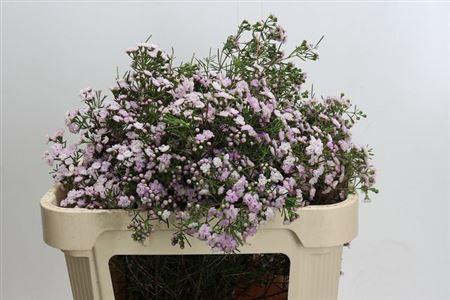 <h4>Chame Un Danc Queen</h4>