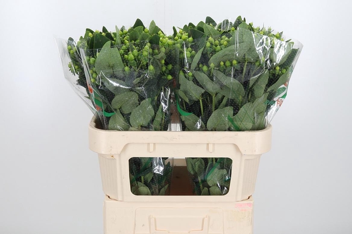 <h4>Hyp Mag Mirage</h4>