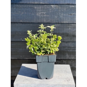 Euonymus fortunei 'Harlequin' P17