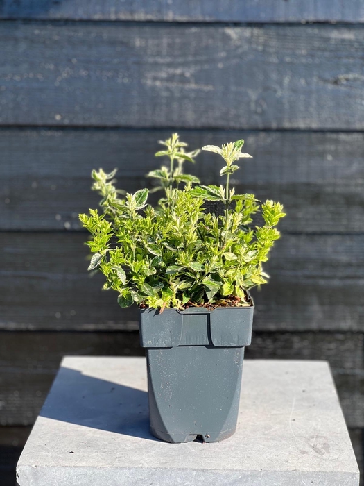 <h4>Euonymus fortunei 'Harlequin' P17</h4>