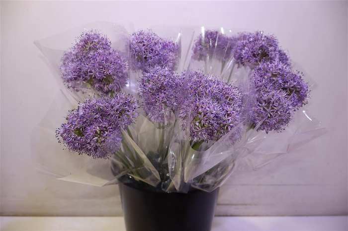 <h4>Allium Gladiator</h4>