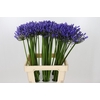 Agapanthus Uri