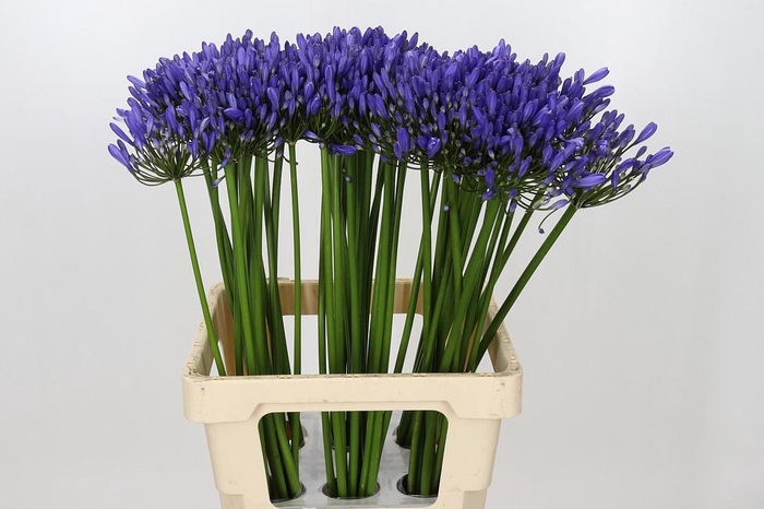 <h4>Agapanthus Uri</h4>