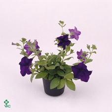Petunia Giant Blue