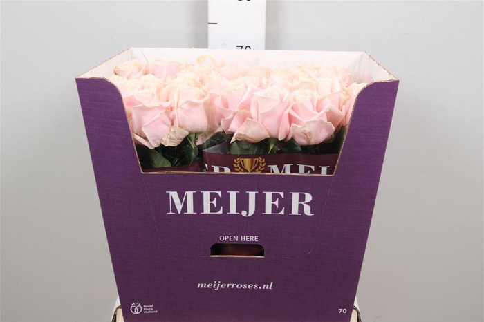 <h4>R Gr Sweet Avalanch+</h4>