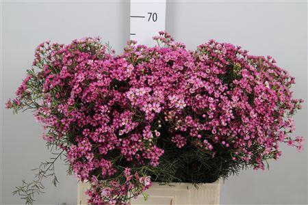 <h4>Chame Un Jupiter</h4>