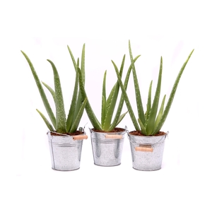 Aloe vera 12 cm in zinken emmer met handvat